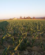 Bianchini EARL image 2