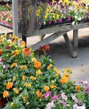 Breshear's Nursery & Greenhouse image 1