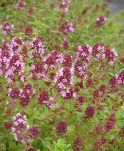 Staudengärtnerei David Müller Bild 69