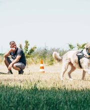 Hundetraining - Der Hundeverhaltenstrainer Bild 1