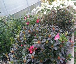 Jardin Du Val De See image 1