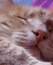 Elevage du Taillis Madame image 2