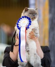 Muscadelle des Furoles d'Ajol en oppostion au Meilleur mâle Selkirk rex Poil court au Concours général Agricole de Paris 2019