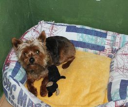 RESIDENCIA CANINA SORIA imagen 18