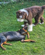 Miris Hundeschule Bild 6