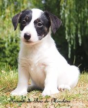 ÉLEVAGE DU BOIS DE MORCHÈNE image 3