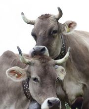 Ferme des Trontières Randogne Bild 10