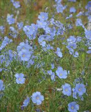 Staudengärtnerei David Müller Bild 50