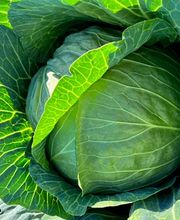 Dreyer AG - Früchte, Gemüse, Tiefkühlprodukte Bild 9