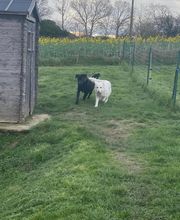 Le royaume du Bonheur image 11