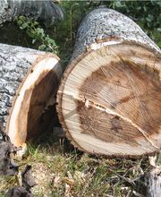 Bruno Jardins image 8