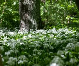 FriedWald Elm Bild 10