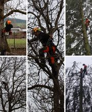 Ledergerber Gartenpflege AG Bild 7