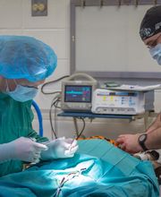 Toro Park Animal Hospital image 13