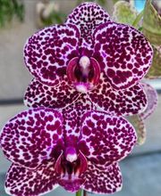 MyOrchids.shop Bild 12