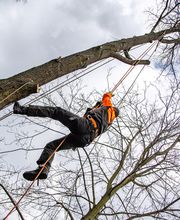 TreeUp Baumpflege Bild 3