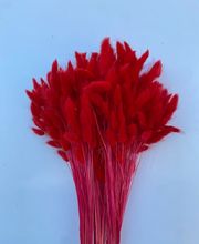 NATURA - FIORI SECCHI PAPA immagine 3