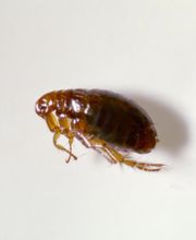 Lloyd Pest & Termite Control image 10