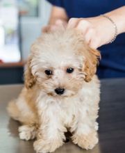 Tuckahoe Animal Hospital & Pet Center image 5