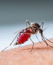 Logic Insectes SARL image 7