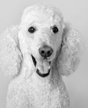 UNSER LEON - IMMOBILIENVERKAUF MIT HERZ!