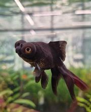 Pets Place afbeelding 6