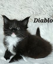 Allevamento Maine Coon Le Fate della Casa immagine 8