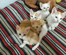CATROGATOS imagen 8