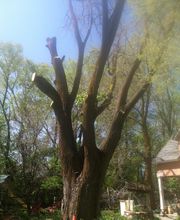 Little C Tree Service image 2