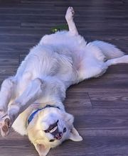 Pet Paradise image 18