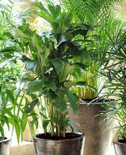 Burnier Garden Centre de Lavaux Bild 4