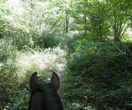 Cheval Nature image 2