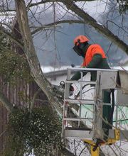 Artisan Elagueur David image 14