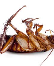 Schäbek Schädlingsbekämpfung Bild 6
