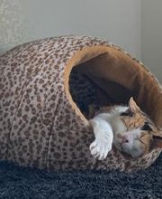 The Country Inn For Cats image 14