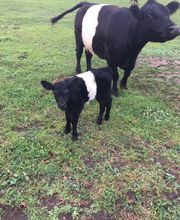 Copeland Insurance Agency, Inc. image 17