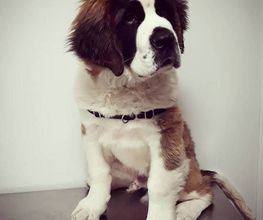 Arca Veterinaria imagen 17