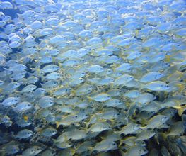 Fuerteventura Diving imagen 3