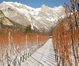 Weingut Jürg & Daniela Bild 8