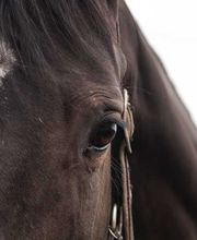 Ruitersportcentrum Seurenheide