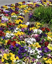 Bont Gartenbau und Gartenpflege AG Bild 4