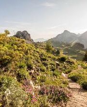 Botanischer Alpengarten Schynige Platte Bild 4