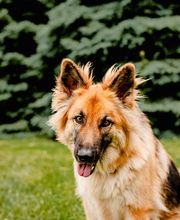Taylor Animal Hospital Of Smithville image 6
