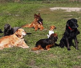 Ronny Görtz Hundeschule Bild 5