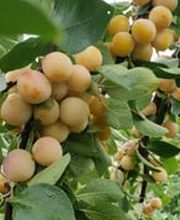 Distillerie Schneider Sàrl Bild 10