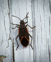 OPC Pest Services image 2