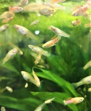 STALLER Martin EIRL AQUABOUTIK image 11