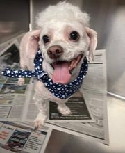Country Hills Veterinary Hospital: Greene Mark DVM image 7