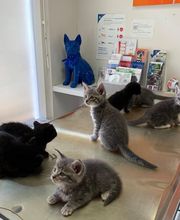 Cabinet Vétérinaire de St-Jean Bild 7