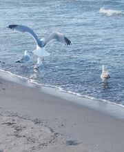 Ferienhaus Villa Nemo Bild 3